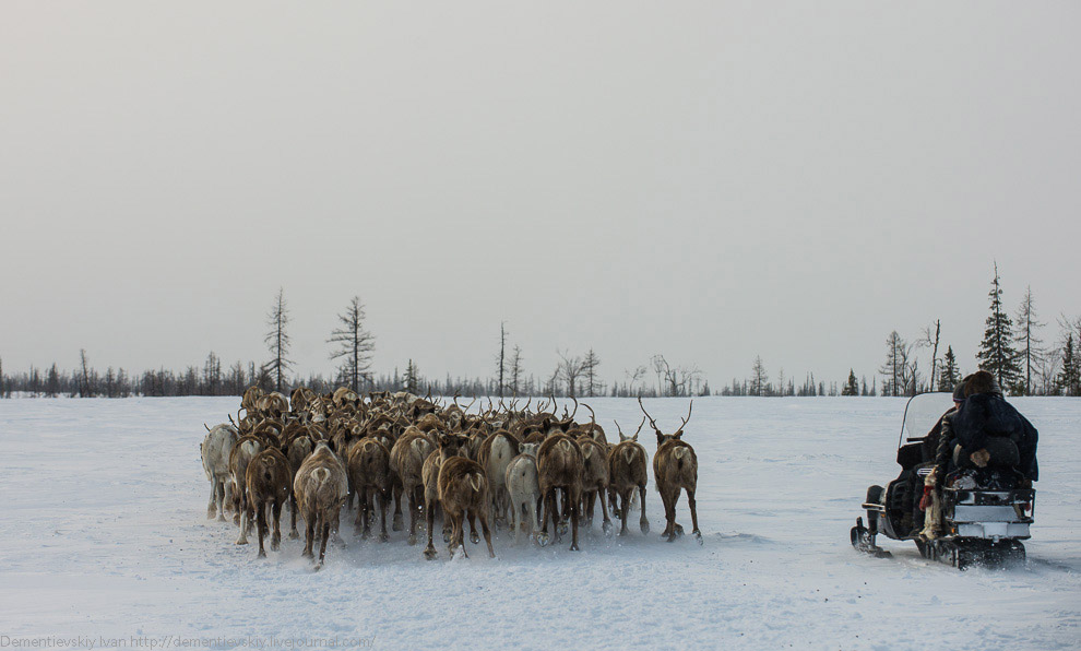 Путешествие по тундре и День оленевода Путешествие по тундре и День оленевода