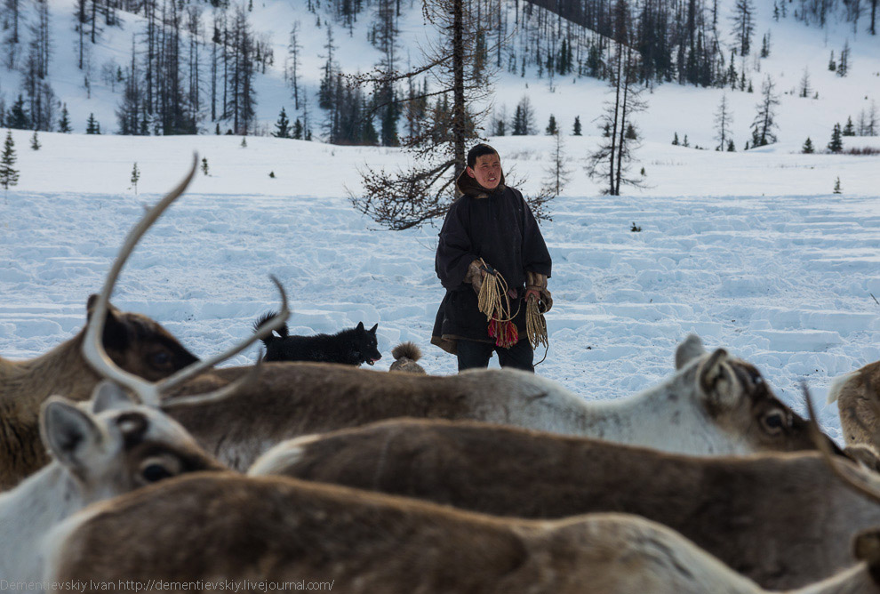 Путешествие по тундре и День оленевода Путешествие по тундре и День оленевода
