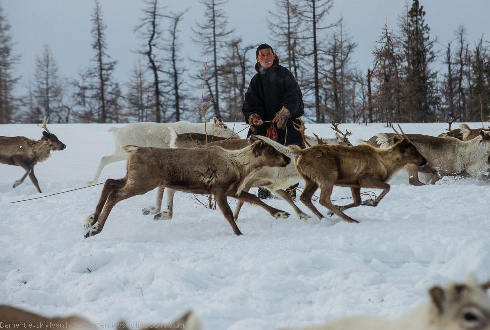 Путешествие по тундре и День оленевода Путешествие по тундре и День оленевода