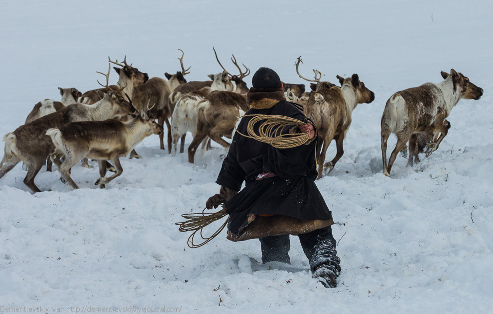 Путешествие по тундре и День оленевода Путешествие по тундре и День оленевода