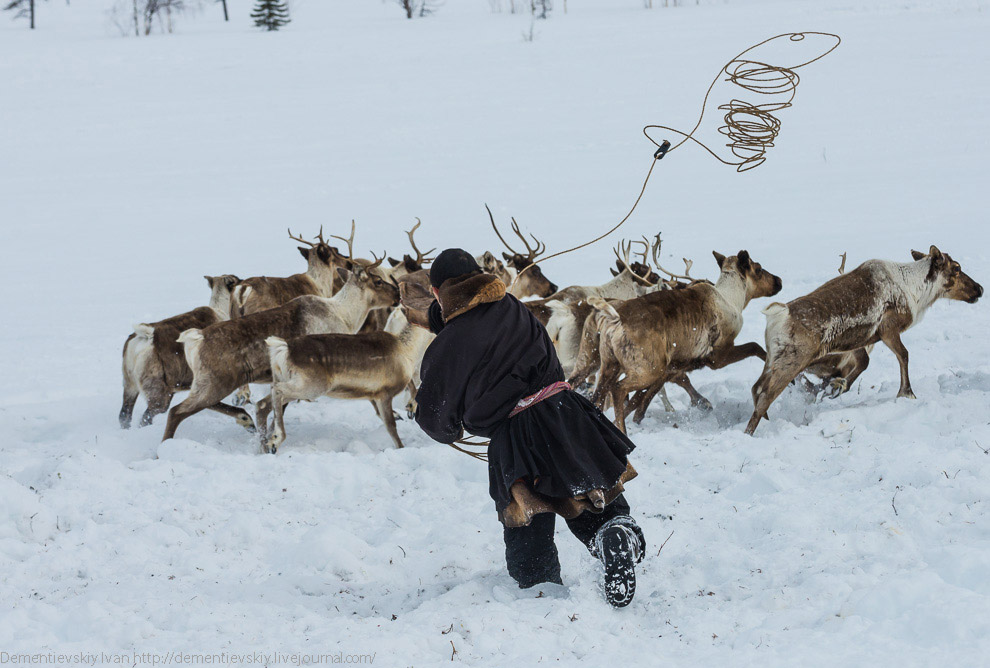 Путешествие по тундре и День оленевода Путешествие по тундре и День оленевода