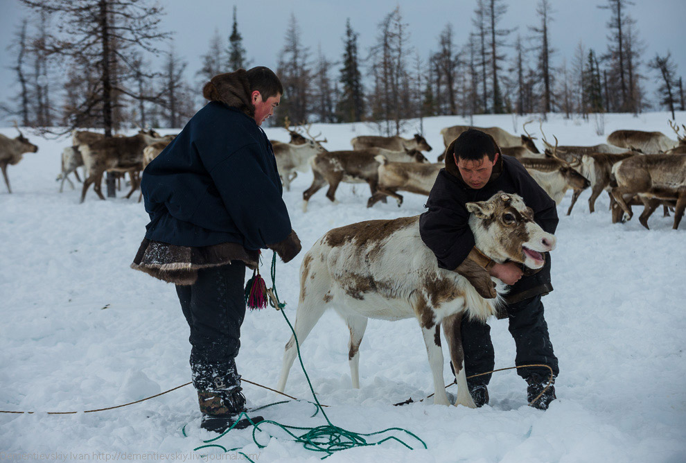 Путешествие по тундре и День оленевода Путешествие по тундре и День оленевода