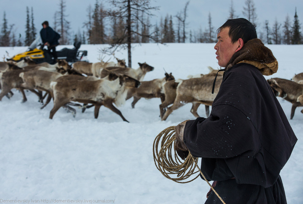 Путешествие по тундре и День оленевода Путешествие по тундре и День оленевода