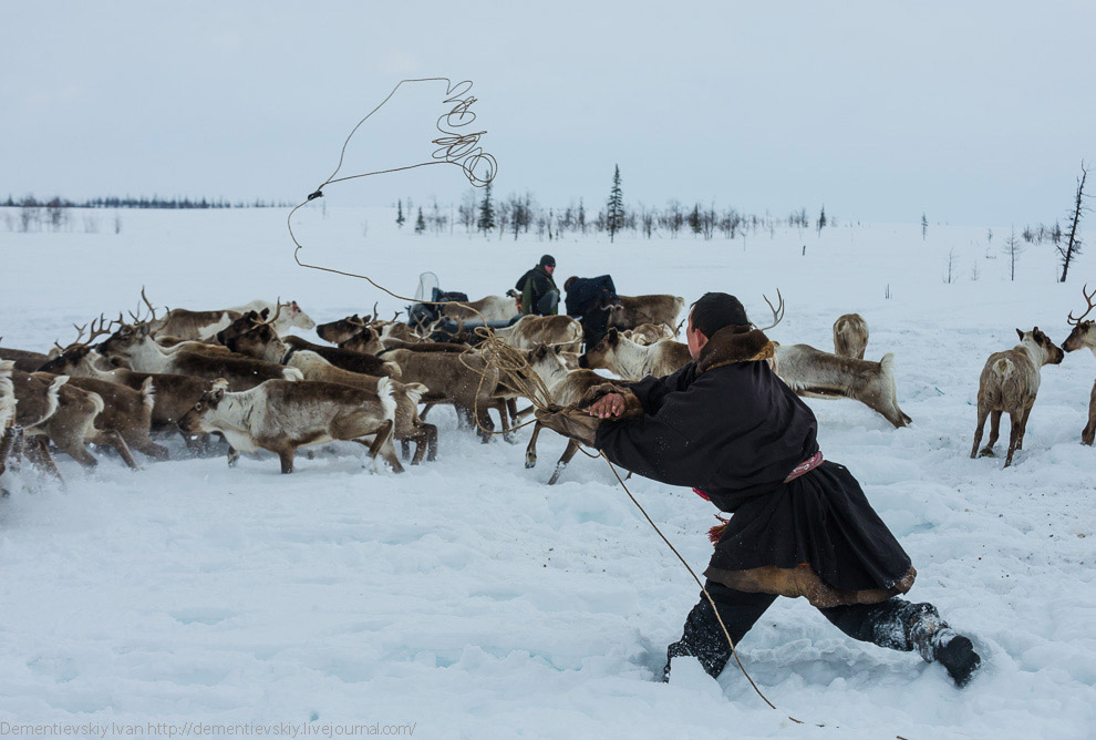 Путешествие по тундре и День оленевода Путешествие по тундре и День оленевода