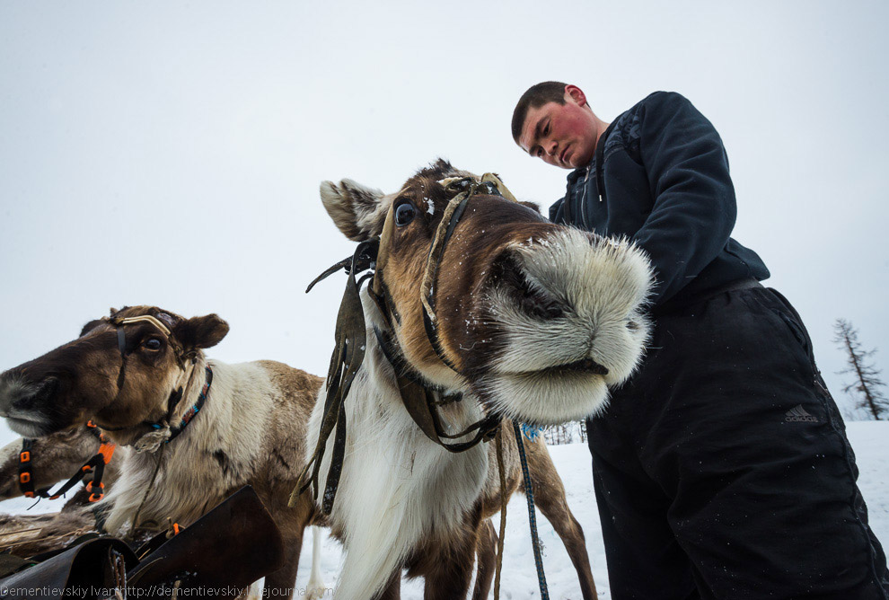 Путешествие по тундре и День оленевода Путешествие по тундре и День оленевода