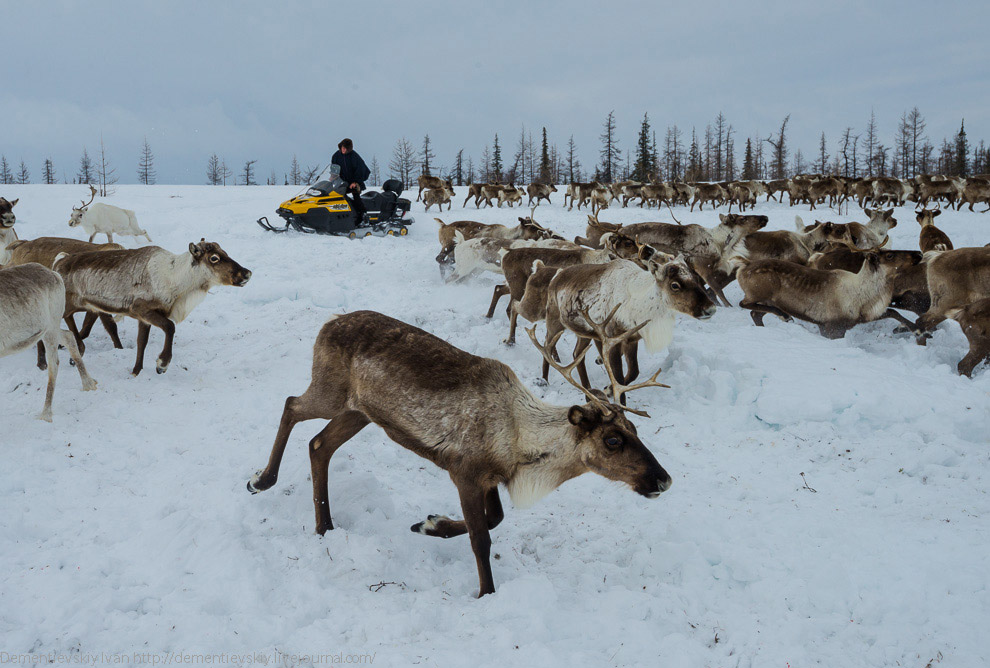 Путешествие по тундре и День оленевода Путешествие по тундре и День оленевода