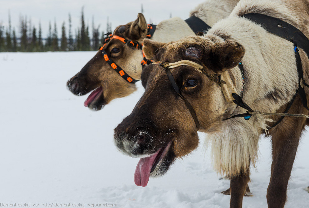 Путешествие по тундре и День оленевода Путешествие по тундре и День оленевода