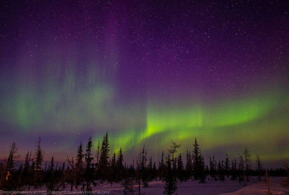 Путешествие по тундре и День оленевода Путешествие по тундре и День оленевода