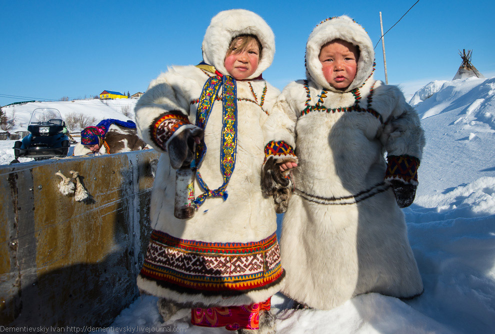 Путешествие по тундре и День оленевода Путешествие по тундре и День оленевода