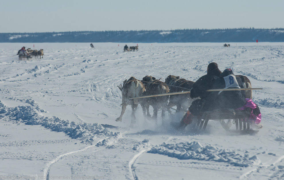 Путешествие по тундре и День оленевода Путешествие по тундре и День оленевода