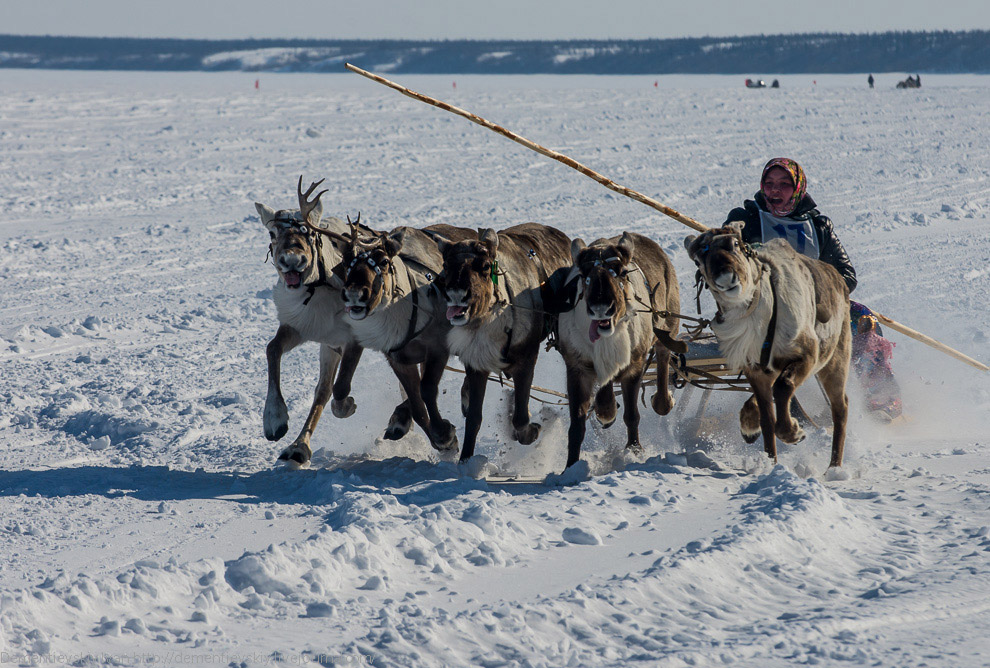 Путешествие по тундре и День оленевода Путешествие по тундре и День оленевода