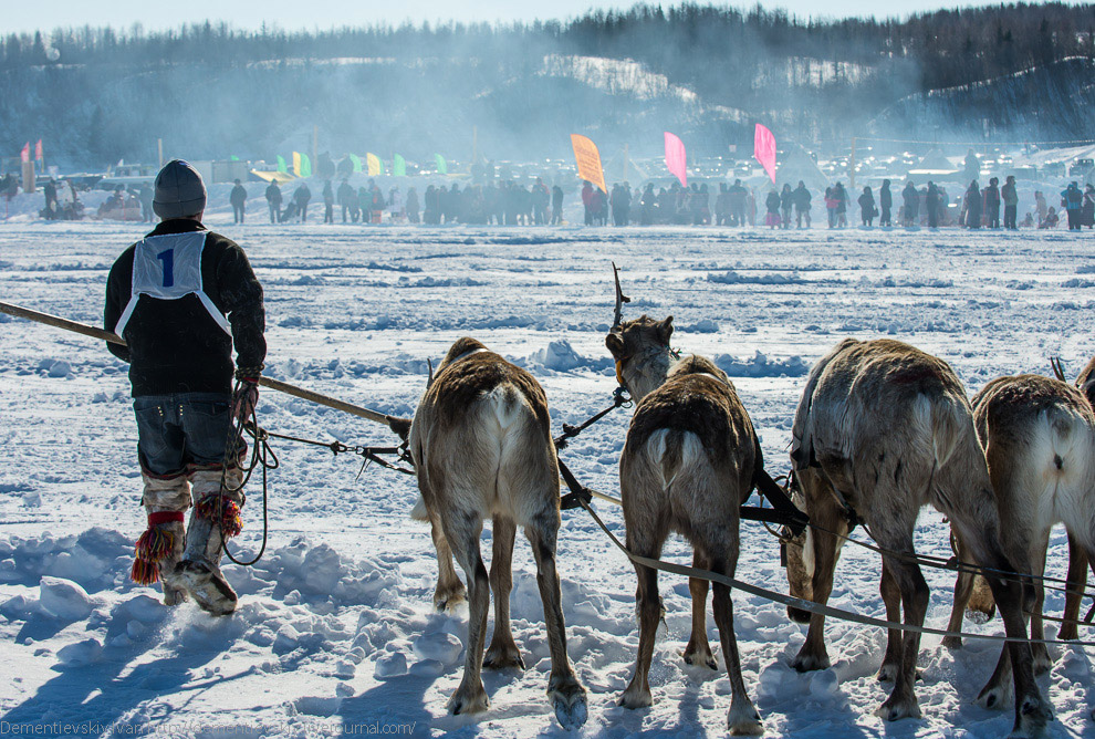 Путешествие по тундре и День оленевода Путешествие по тундре и День оленевода