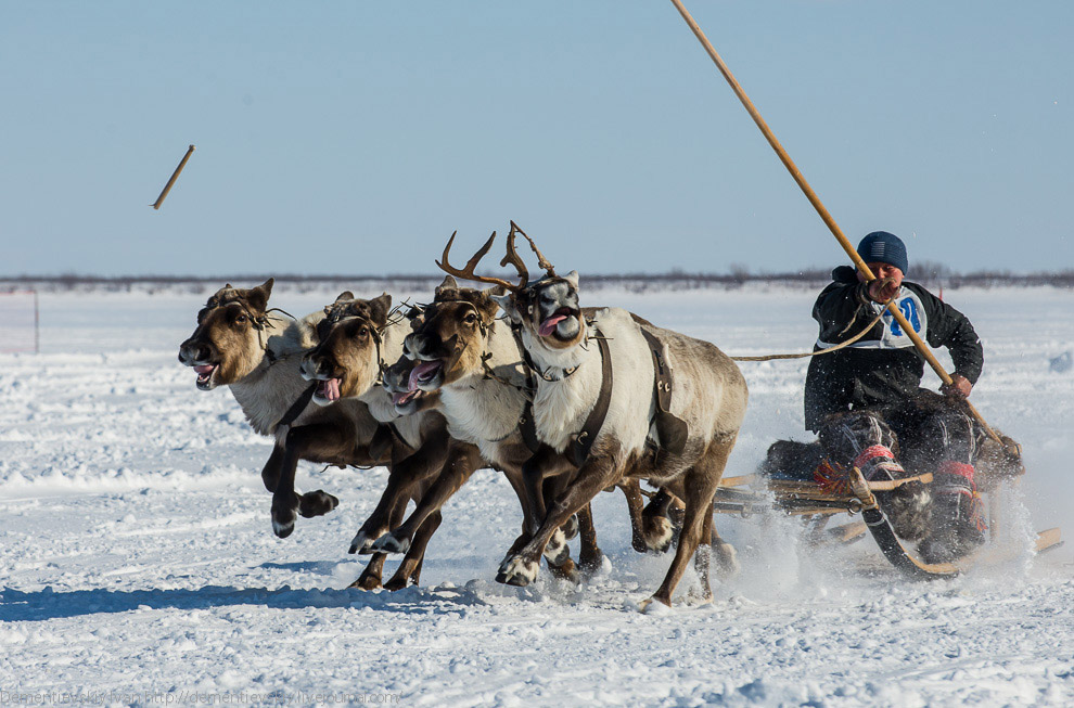 Путешествие по тундре и День оленевода Путешествие по тундре и День оленевода