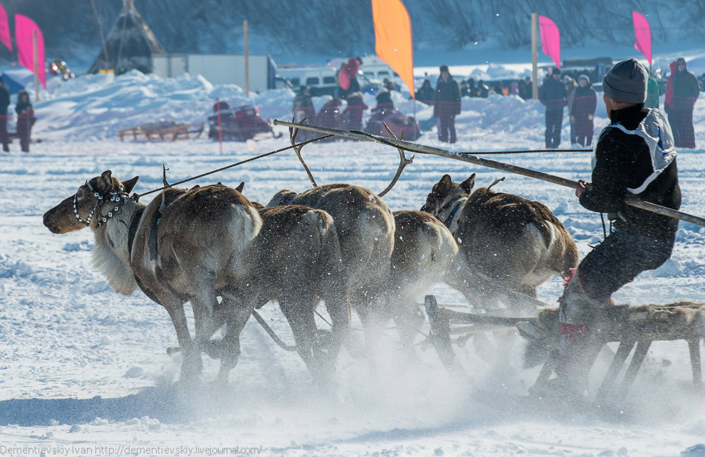 Путешествие по тундре и День оленевода Путешествие по тундре и День оленевода