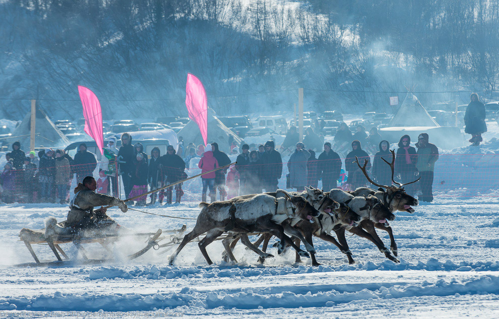 Путешествие по тундре и День оленевода Путешествие по тундре и День оленевода
