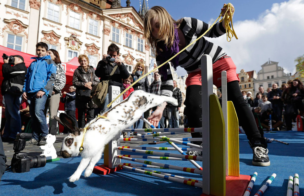 Кроличьи бега с препятствиями