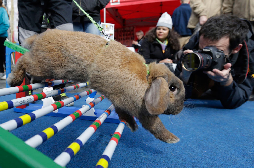 Кроличьи бега с препятствиями