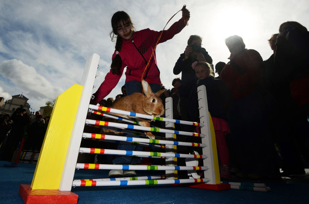 Кроличьи бега с препятствиями