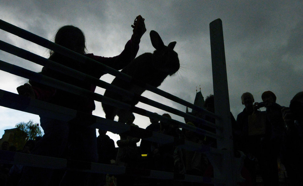 Кроличьи бега с препятствиями