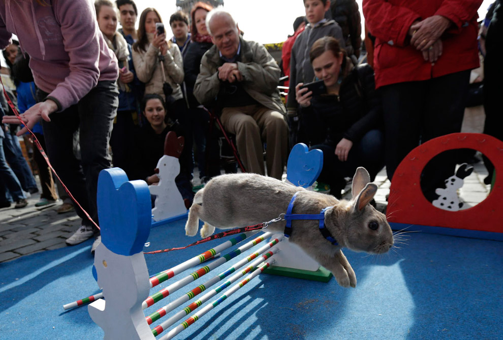Кроличьи бега с препятствиями