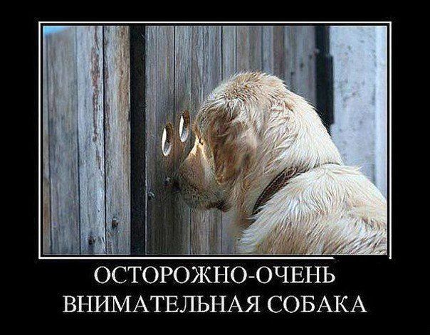 Прикольные картинки (83 фото)