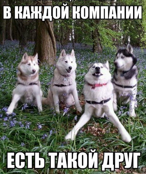 Прикольные картинки (83 фото)