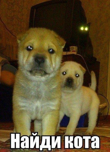 Прикольные картинки (83 фото)