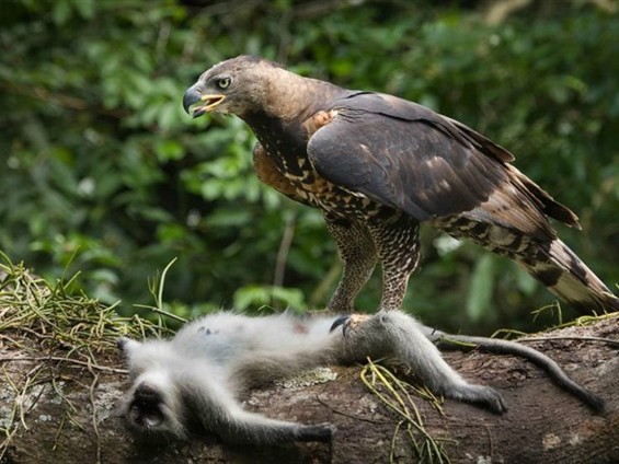 Десять сильнейших существ на нашей планете Десять сильнейших существ на нашей планете