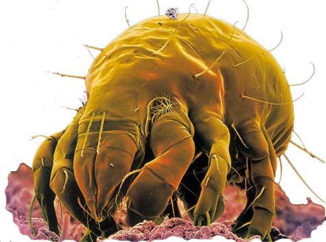 Десять сильнейших существ на нашей планете Десять сильнейших существ на нашей планете