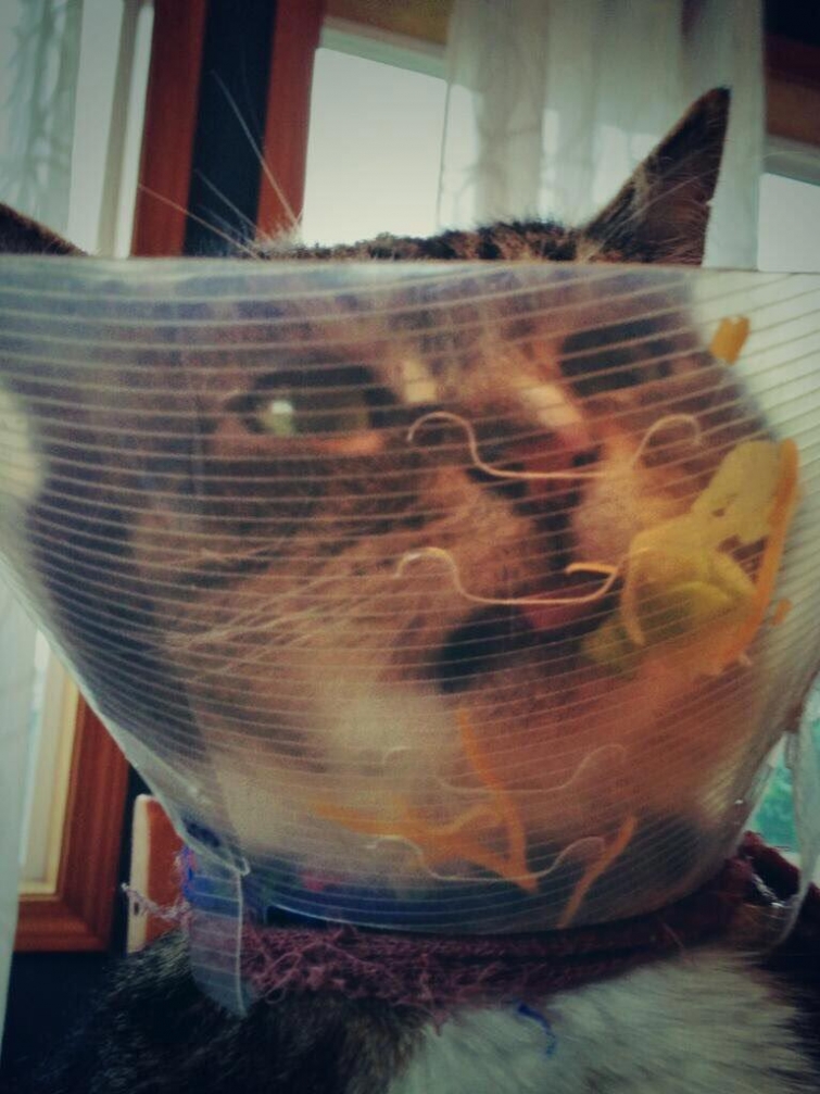 25 смешных фотографий доказывающих, что кошки самые большие задницы