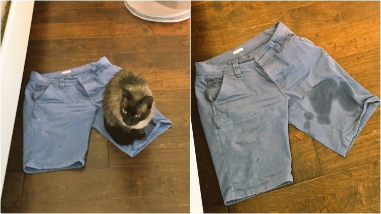 25 смешных фотографий доказывающих, что кошки самые большие задницы