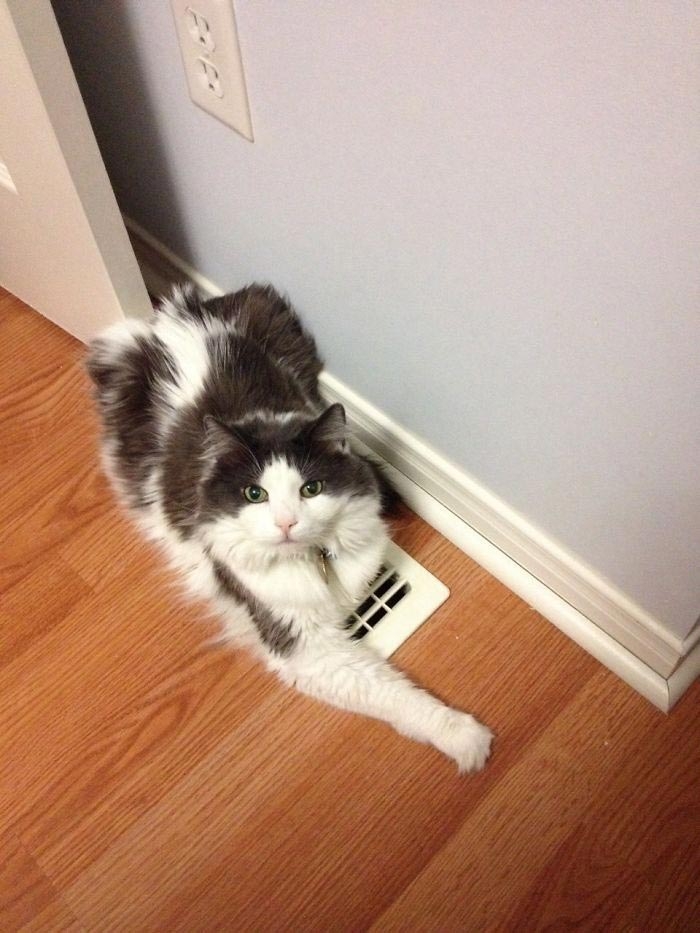 25 смешных фотографий доказывающих, что кошки самые большие задницы