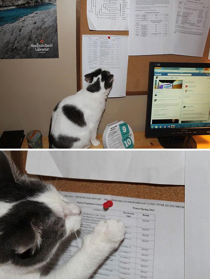 25 смешных фотографий доказывающих, что кошки самые большие задницы