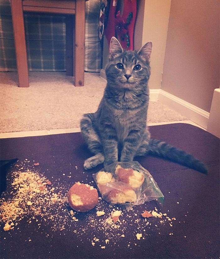 25 смешных фотографий доказывающих, что кошки самые большие задницы