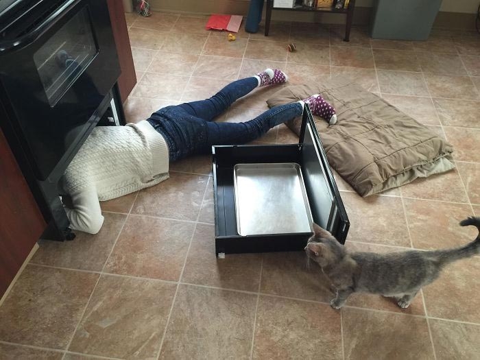 25 смешных фотографий доказывающих, что кошки самые большие задницы