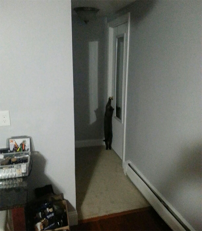 25 смешных фотографий доказывающих, что кошки самые большие задницы