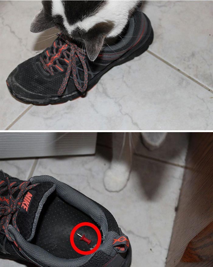 25 смешных фотографий доказывающих, что кошки самые большие задницы