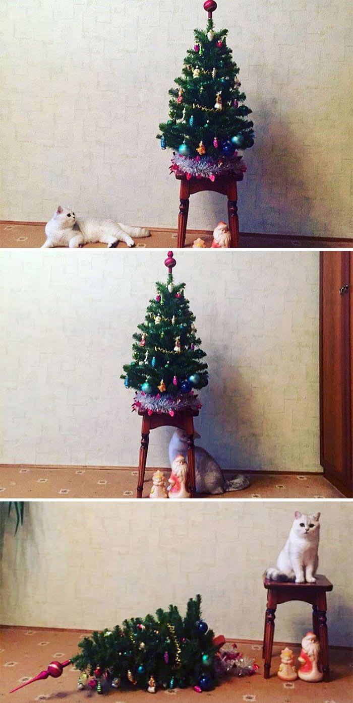 25 смешных фотографий доказывающих, что кошки самые большие задницы