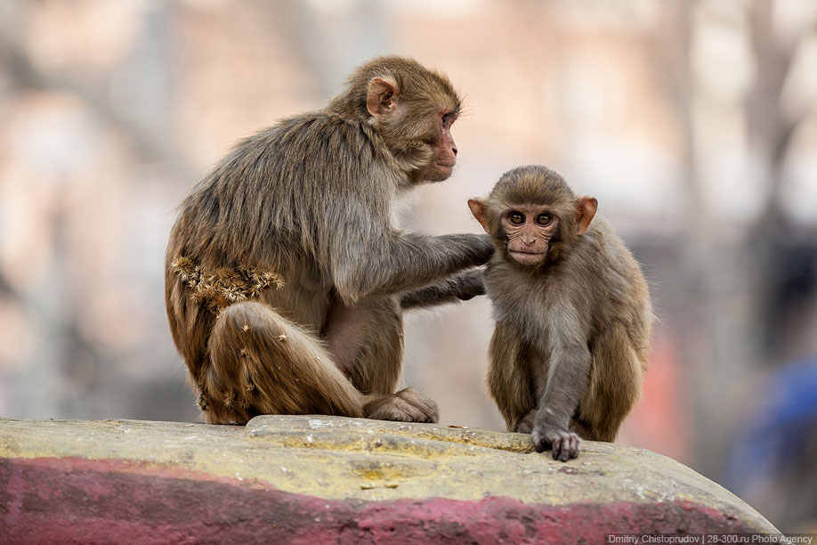Катманду — столица и крупнейший город Непала