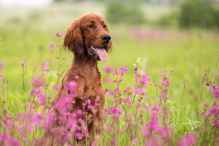 Собачья жизнь Собачья жизнь