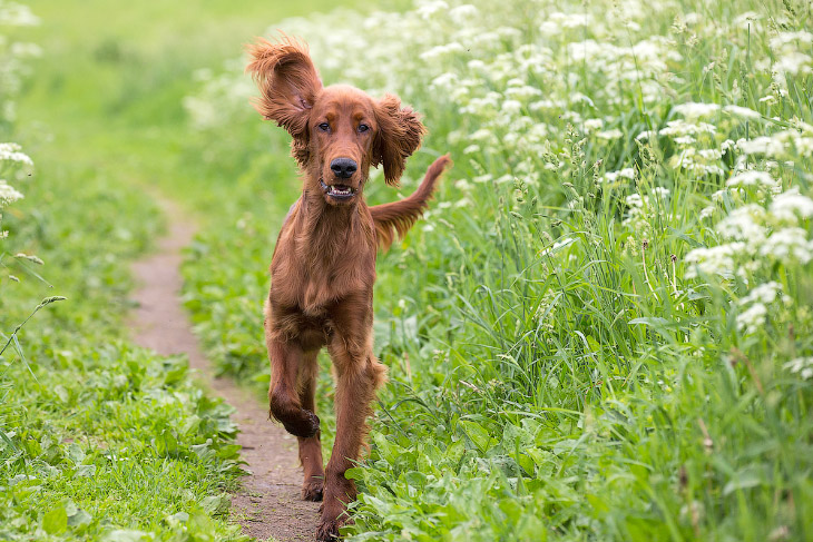 Собачья жизнь Собачья жизнь