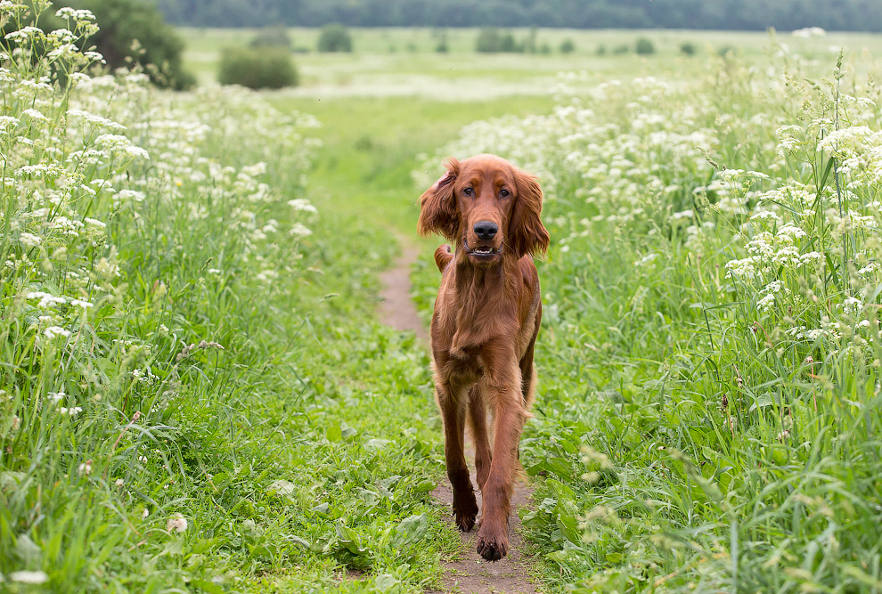 Собачья жизнь Собачья жизнь