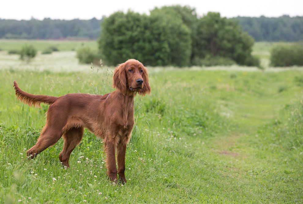 Собачья жизнь Собачья жизнь