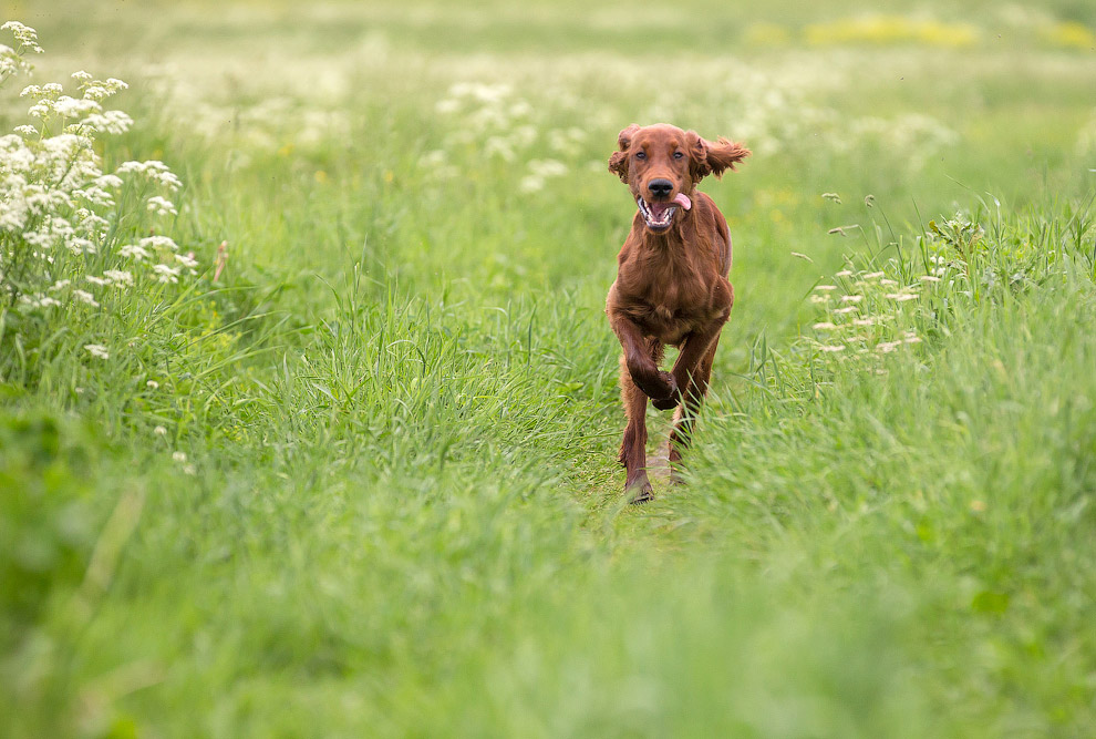 Собачья жизнь Собачья жизнь