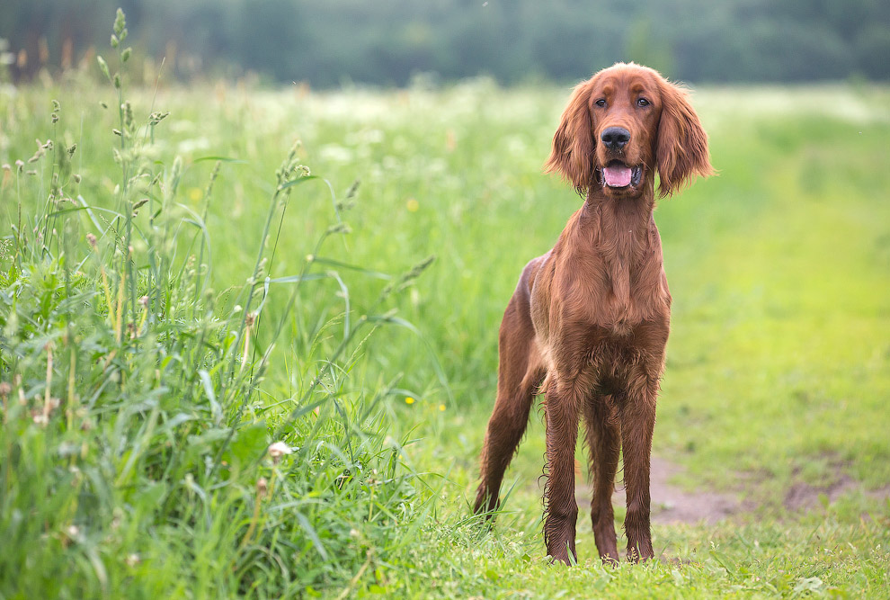 Собачья жизнь Собачья жизнь
