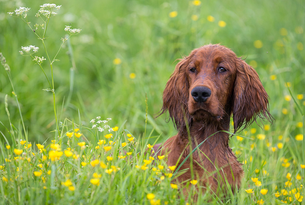 Собачья жизнь Собачья жизнь