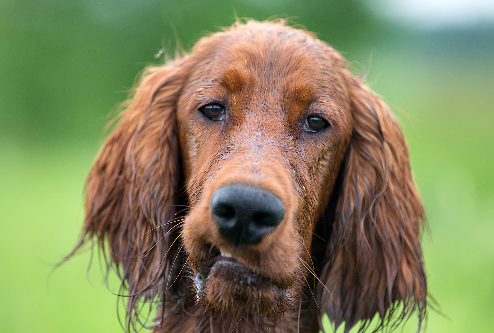 Собачья жизнь Собачья жизнь