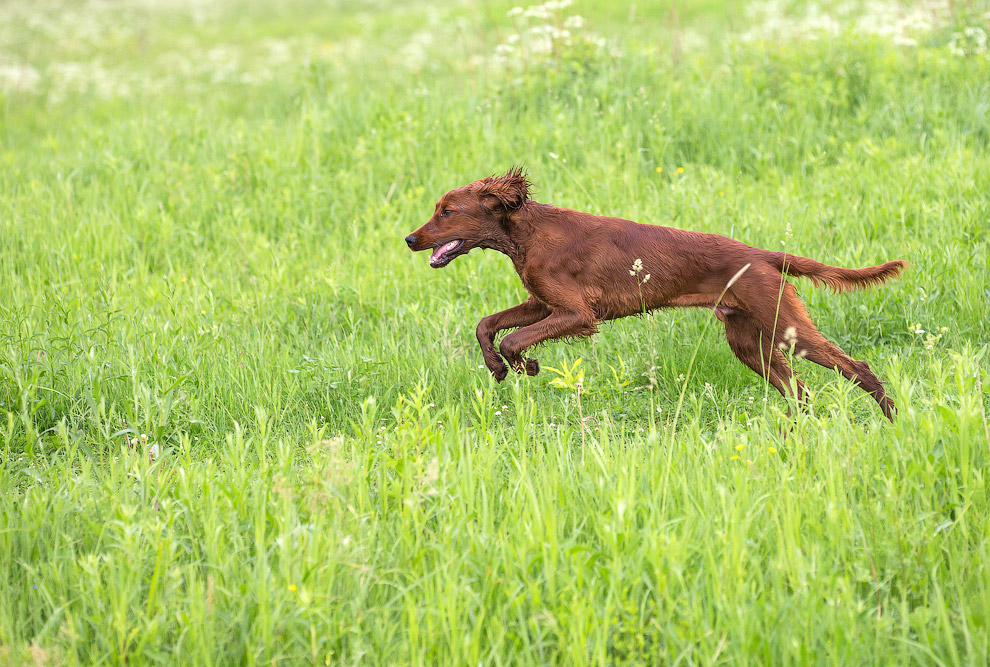 Собачья жизнь Собачья жизнь