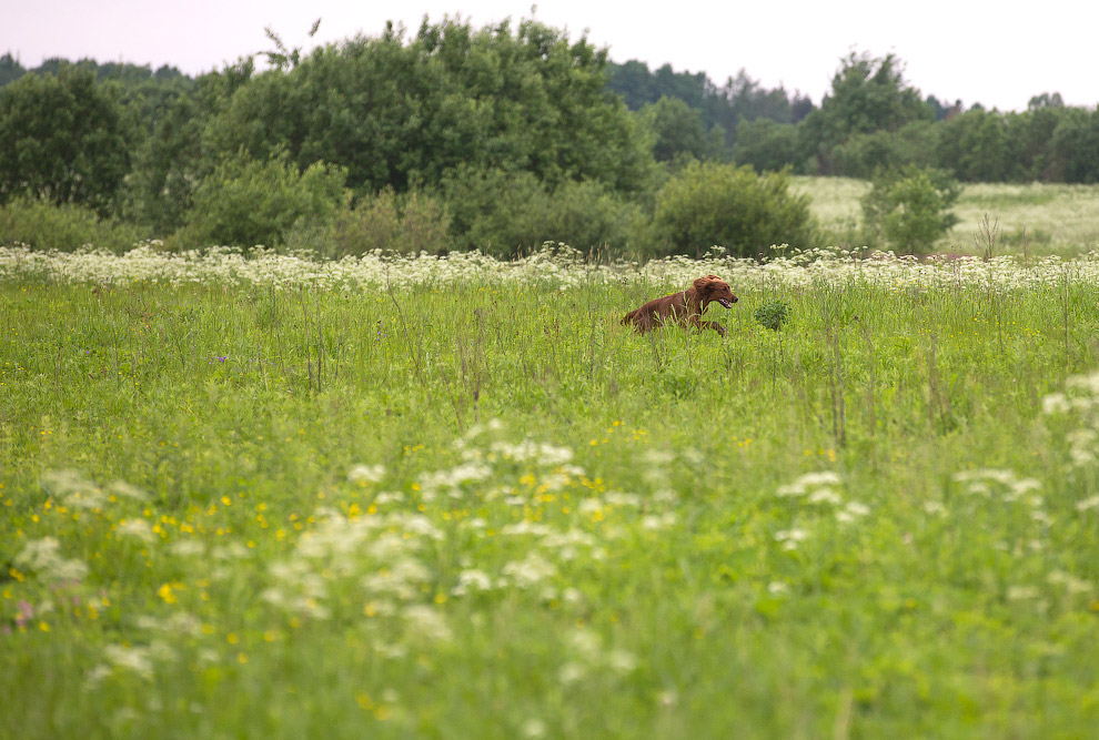 Собачья жизнь Собачья жизнь