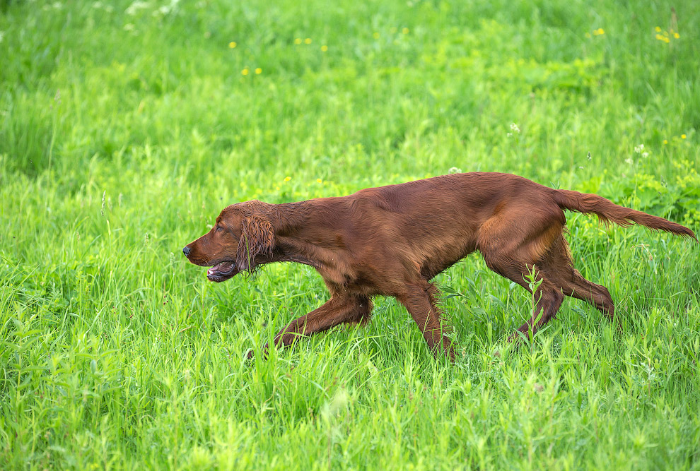 Собачья жизнь Собачья жизнь